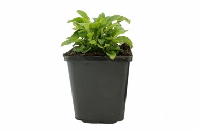 Smalbladet klokke Campanula persicifolia 'Coerulea' 5-10 potte P9