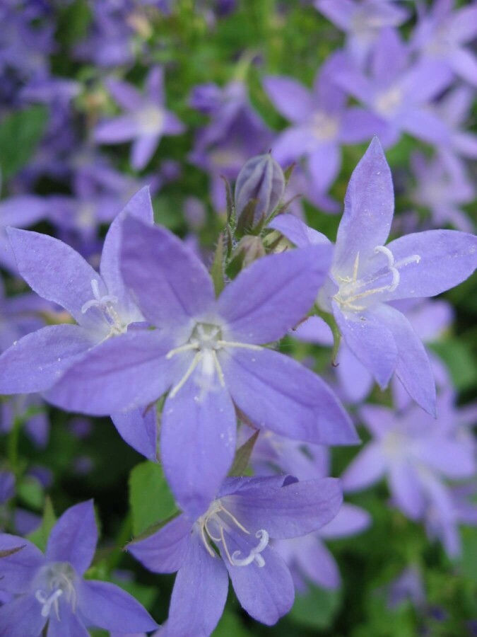 Krybeklokke Campanula portenschlagiana 10-15 potte C2 Campanula portenschlagiana