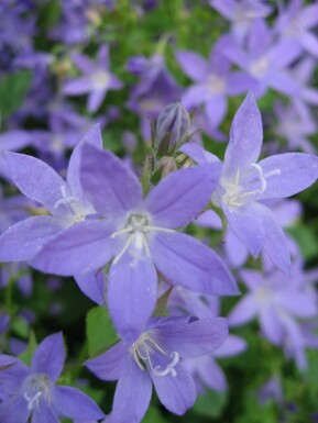 Krybeklokke Campanula portenschlagiana 10-15 potte C2 Campanula portenschlagiana