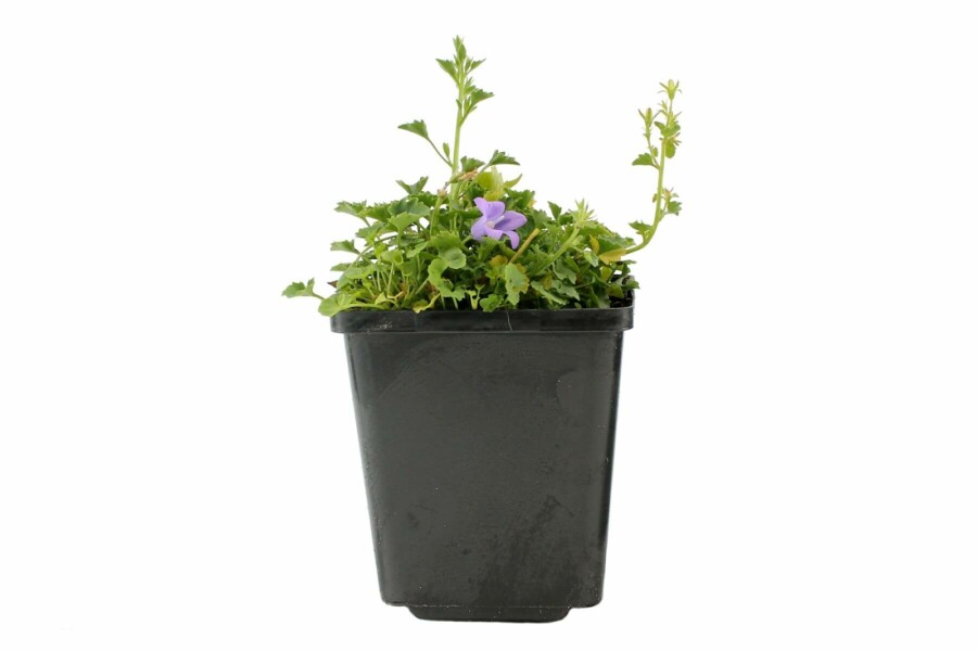 Krybeklokke Campanula portenschlagiana 5-10 potte P9 Campanula portenschlagiana