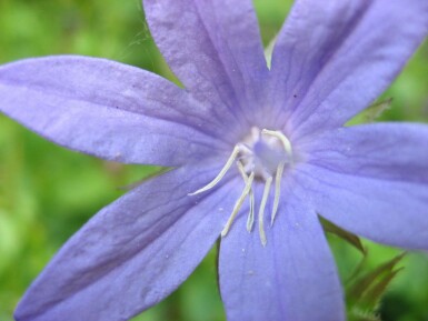 Krybeklokke Campanula portenschlagiana 5-10 potte P9 Campanula portenschlagiana