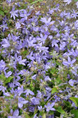 Stjerneklokke Campanula poscharskyana 5-10 potte P9 Campanula poscharskyana