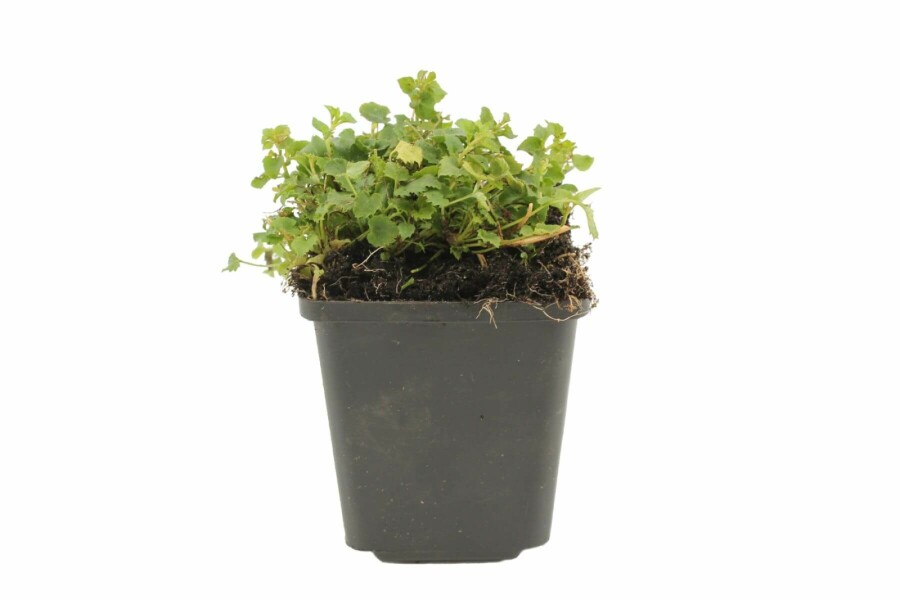 Stjerneklokke Campanula poscharskyana 5-10 potte P9 Campanula poscharskyana