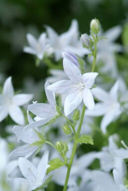 Stjerneklokke Campanula poscharskyana 'E.H. Frost' 5-10 potte P9 Campanula poscharskyana 'E.H. Frost'