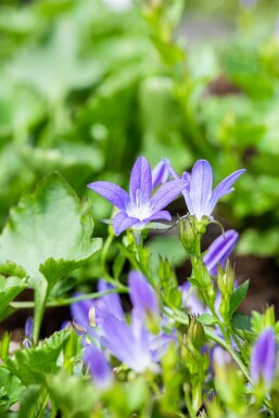 Stjerneklokke Campanula poscharskyana 'Stella' 5-10 potte P9