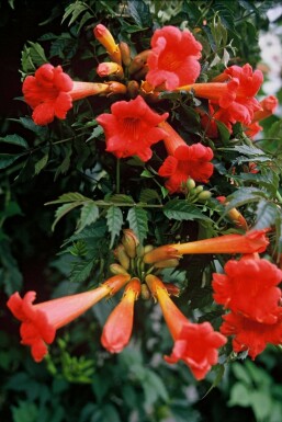 Trompetblomst Campsis × tagliabueana 'Madame Galen' busk 60-80 potte C2