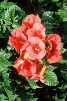 Trompetblomst Campsis × tagliabueana 'Madame Galen' busk 60-80 potte C2