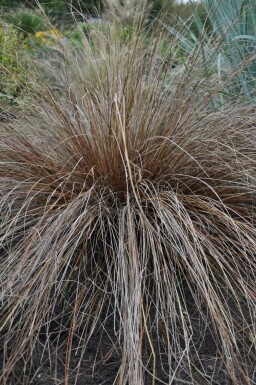Brun star Carex buchananii 5-10 potte P9 Carex buchananii