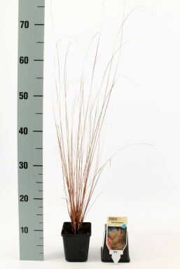 Brun star Carex buchananii 5-10 potte P9