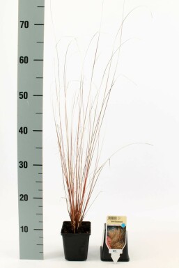 Brun star Carex buchananii 5-10 potte P9 Carex buchananii