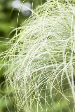 Star Carex comans 'Frosted Curls' 5-10 potte P9 Carex comans 'Frosted Curls'