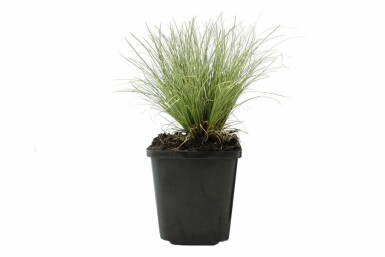 Star Carex comans 'Frosted Curls' 5-10 potte P9 Carex comans 'Frosted Curls'