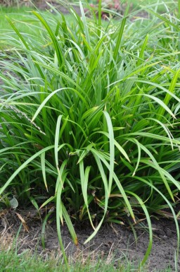 Star Carex foliosissima 'Irish Green' 5-10 potte P9