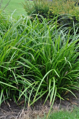Star Carex foliosissima 'Irish Green' 5-10 potte P9 Carex foliosissima 'Irish Green'