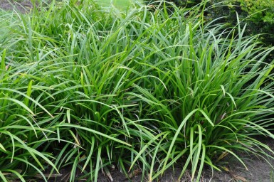 Star Carex foliosissima 'Irish Green' 5-10 potte P9 Carex foliosissima 'Irish Green'