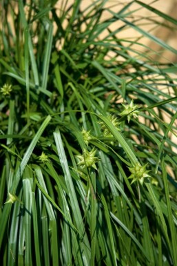 Morgenstjernestar Carex grayi 5-10 potte P9 Carex grayi