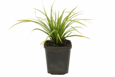 Japansk star Carex morrowii 5-10 potte P9