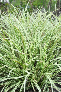 Japansk star Carex morrowii 'Goldband' 5-10 potte P9 Carex morrowii 'Goldband'
