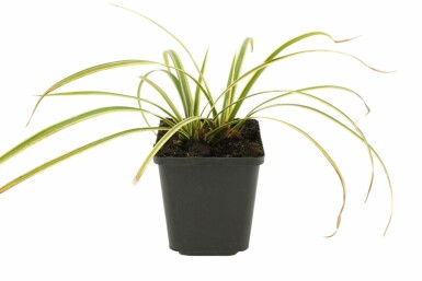 Japansk star Carex morrowii 'Goldband' 5-10 potte P9