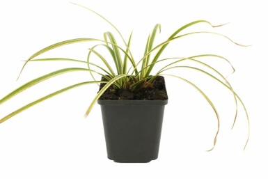 Japansk star Carex morrowii 'Goldband' 5-10 potte P9 Carex morrowii 'Goldband'