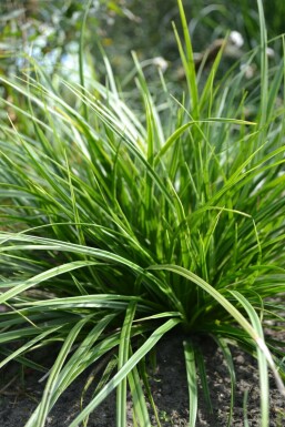 Japansk star Carex morrowii 'Variegata' 5-10 potte P9