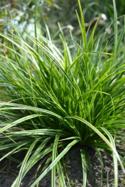 Japansk star Carex morrowii 'Variegata' 5-10 potte P9 Carex morrowii 'Variegata'