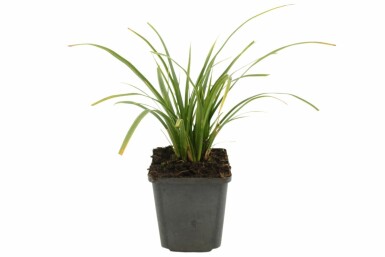 Japansk star Carex morrowii 'Variegata' 5-10 potte P9 Carex morrowii 'Variegata'