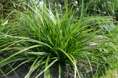 Japansk star Carex morrowii 'Variegata' 5-10 potte P9