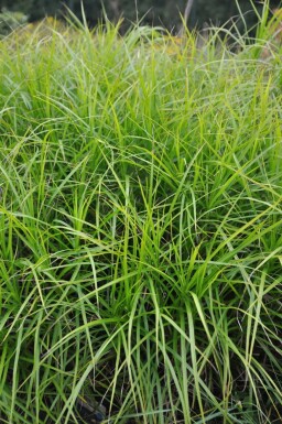 Palmebladet star Carex muskingumensis 5-10 potte P9 Carex muskingumensis