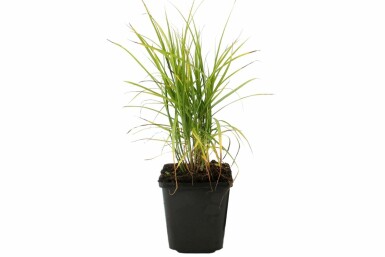 Palmebladet star Carex muskingumensis 5-10 potte P9 Carex muskingumensis