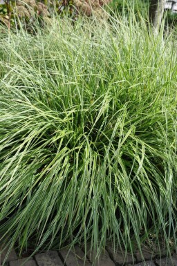 Fuglestar Carex ornithopoda 'Silver Sceptre' 5-10 potte P9 Carex ornithopoda 'Silver Sceptre'
