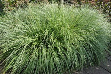 Fuglestar Carex ornithopoda 'Silver Sceptre' 5-10 potte P9 Carex ornithopoda 'Silver Sceptre'
