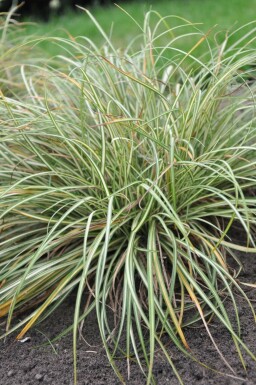 Fuglestar Carex ornithopoda 'Variegata' 5-10 potte P9 Carex ornithopoda 'Variegata'
