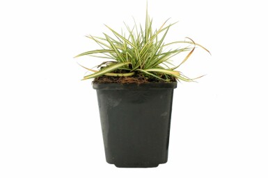 Fuglestar Carex ornithopoda 'Variegata' 5-10 potte P9 Carex ornithopoda 'Variegata'