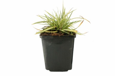 Fuglestar Carex ornithopoda 'Variegata' 5-10 potte P9