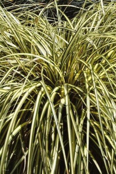 Japansk star Carex oshimensis 'Evergold' 10-15 potte C2 Carex oshimensis 'Evergold'