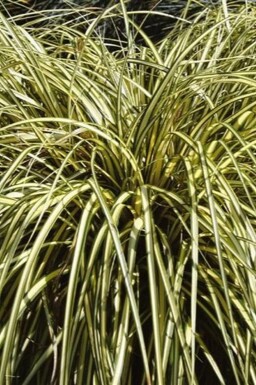 Japansk star Carex oshimensis 'Evergold' 10-15 potte C2 Carex oshimensis 'Evergold'