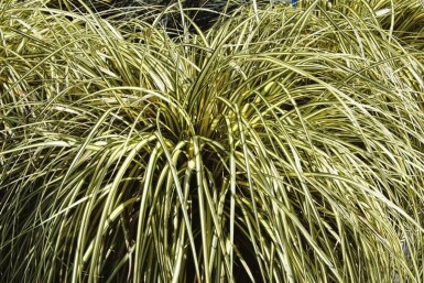 Japansk star Carex oshimensis 'Evergold' 10-15 potte C2 Carex oshimensis 'Evergold'