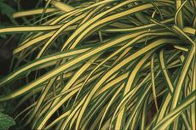 Japansk star Carex oshimensis 'Evergold' 5-10 potte P9