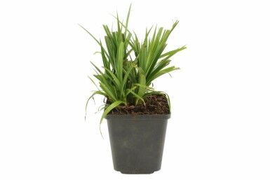 Kæmpestar Carex pendula 5-10 potte P9 Carex pendula