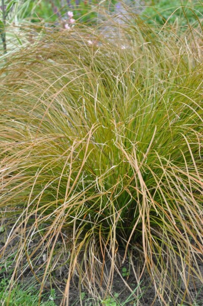 Star Carex testacea 'Prairie Fire' 10-15 potte C2 Carex testacea 'Prairie Fire'
