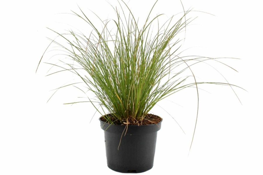 Star Carex testacea 'Prairie Fire' 10-15 potte C2 Carex testacea 'Prairie Fire'