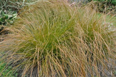Star Carex testacea 'Prairie Fire' 10-15 potte C2 Carex testacea 'Prairie Fire'