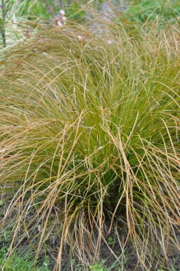 Star Carex testacea 'Prairie Fire' 5-10 potte P9