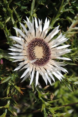 Bjergtidsel Carlina acaulis subsp. simplex 5-10 potte P9 Carlina acaulis subsp. simplex