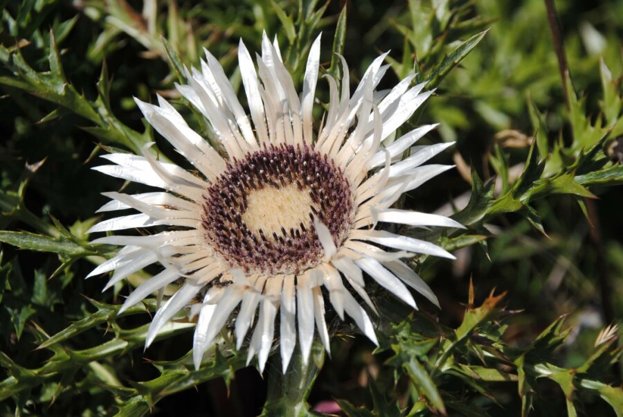 Bjergtidsel Carlina acaulis subsp. simplex 5-10 potte P9 Carlina acaulis subsp. simplex