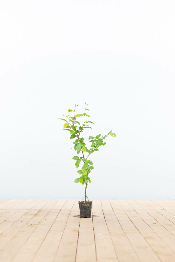 Almindelig avnbøg Carpinus betulus 30-40 potte P9 Carpinus betulus 30-40 cm