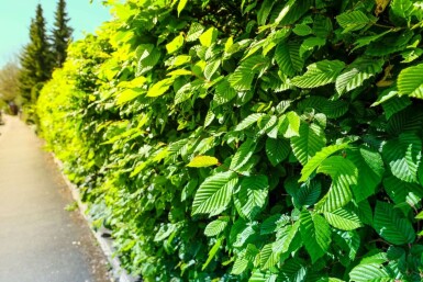 Almindelig avnbøg Carpinus betulus 30-40 potte P9 Carpinus betulus 30-40 cm