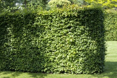 Almindelig avnbøg Carpinus betulus 30-40 potte P9 Carpinus betulus 30-40 cm