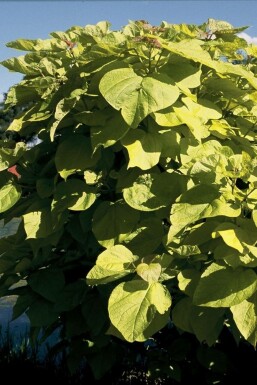 Golden Indian bean tree Catalpa bignonioides 'Aurea' busk 30-40 potte C2